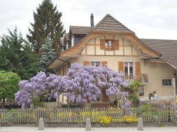Wisteria sinensis